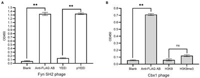 Development in Detection Methods for the Expression of Surface-Displayed Proteins